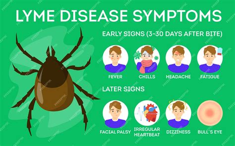 Symptômes De La Maladie De Lyme Danger Pour La Santé Des Tiques
