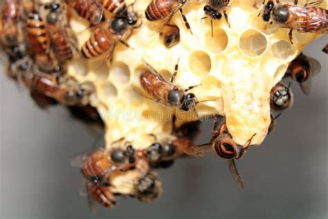 Queen Cells With Bees From Colony Apis Cerana Indica India Stock