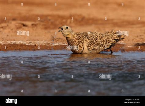 Black Bellied Sandgrouse Female At A Water Point In Summer With The