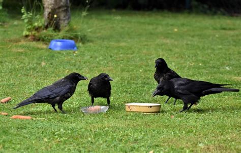 10 Proven Tips On How To Attract Crows To Your Yard
