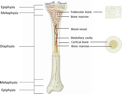 Frontiers The Case For Measuring Long Bone Hemodynamics With Near
