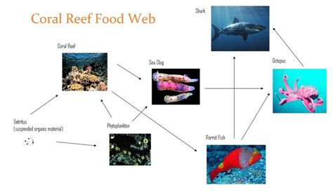Food Web Coral Reef Food Web Food Web Coral Reef Craft