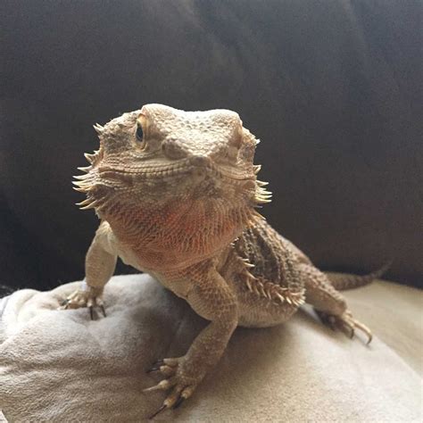 Reptile Care And Information Best Pet Lizards For Beginners