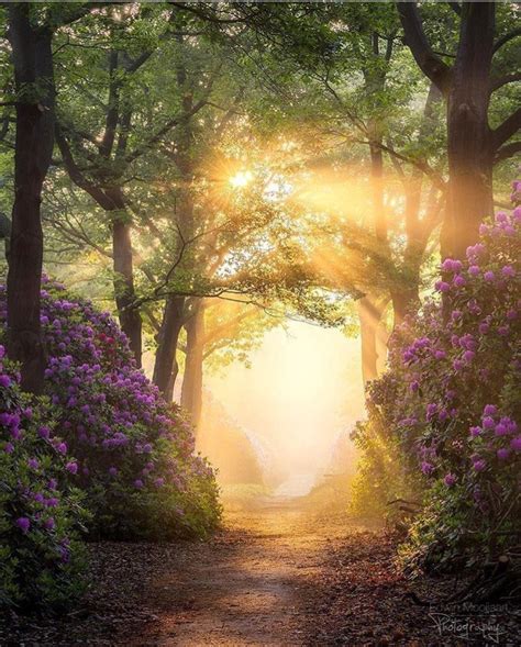 Pin By Carm Howi On Eyes On Nature Landscape Path To Heaven Nature