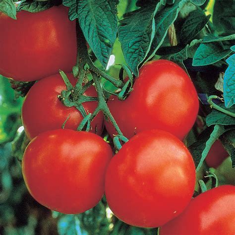 Ultimate Opener Hybrid Tomato Medium Large Tomato Seeds Totally Tomatoes
