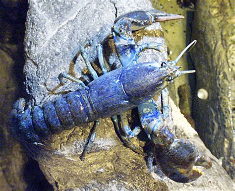Man Snags Rare Bright Blue Lobster — His 2nd Time In Decades