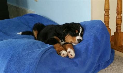 Pin By Helen Towle On Fun Board Bernese Mountain Dog Puppy Dogs
