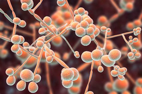 Best Candida Parapsilosis Stock Photos Pictures And Royalty Free Images