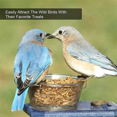 What Wild Birds Eat Mealworms Pet Food Guide