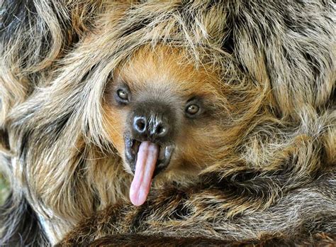 45 Funny Sloth Wallpaper On Wallpapersafari