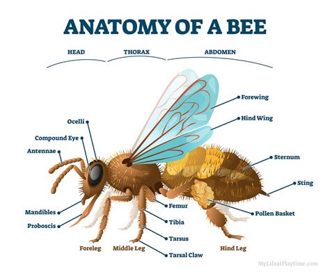 Bee Anatomy Parts Of A Honey Bee Explained With Diagram