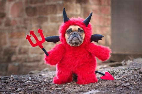 Psbattle Dog In Devil Costume Rphotoshopbattles