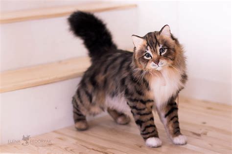 Norwegian Forest Cat Stuffed Animal Cheapest Sale Save 45 Jlcatjgobmx