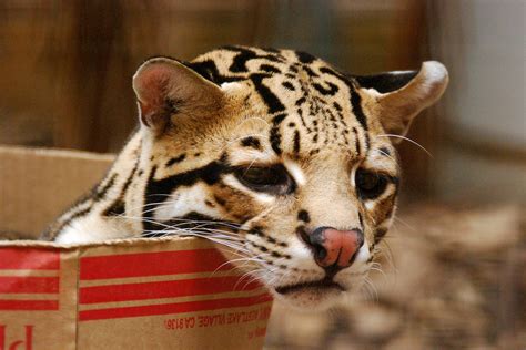 The Adorable Ocelot Pics Twistedsifter