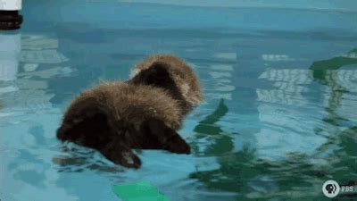Baby Otter Tumbex