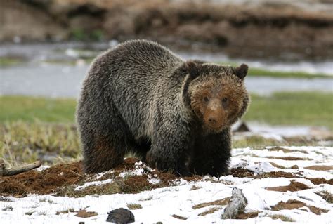 Bear Hibernation 5 Fun Facts Yellowstone Forever