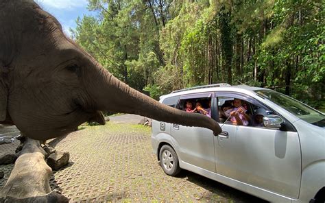 Taman Safari Indonesia 2 Prigen Tiket Dan Atraksi