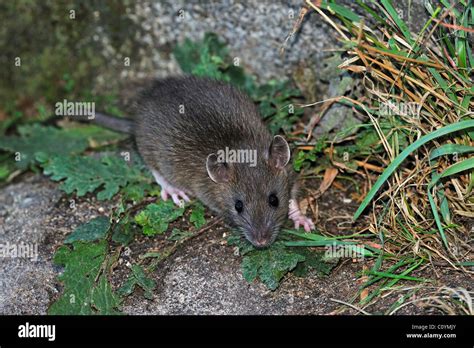 Juvenile Brown Rat Rattus Norvegicus Stock Photo Alamy
