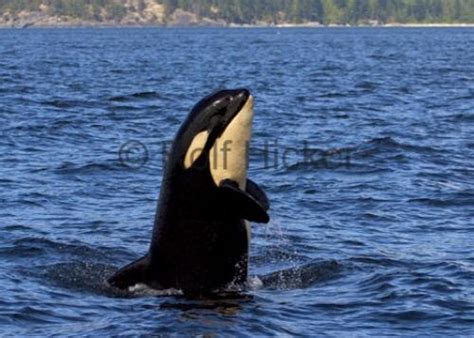 Baby Animal Pictures Orca Spyhopping Photo Information