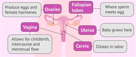 Female Fertility Parts Of The Female Reproductive System