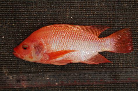 Kenali cirinya dan pilih yang. Cara Mengatasi Wabah Penyakit pada Ikan Nila | TAFSHARE