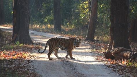Tiger Safari In Kanha National Park In Madhya Pradesh India Chandu