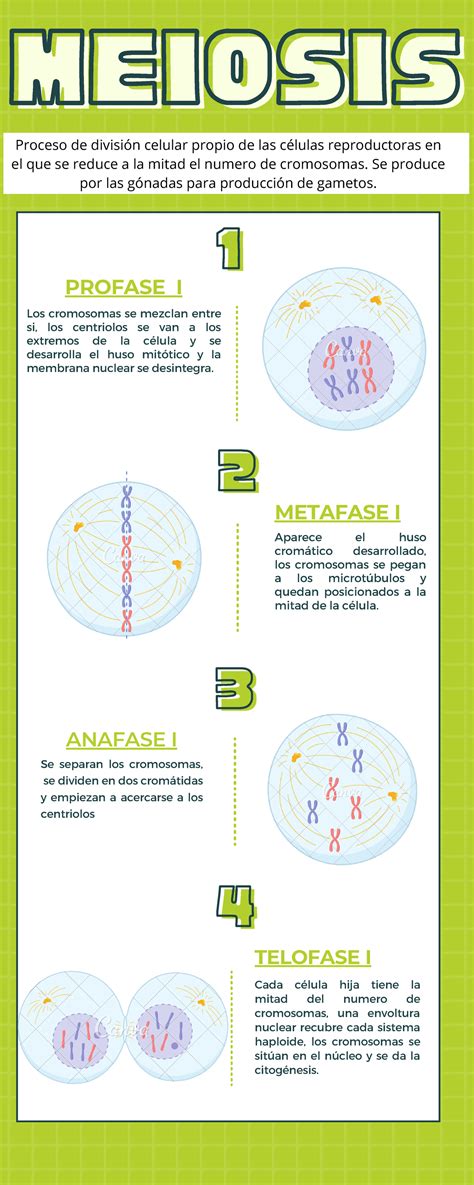 Infografia Meiosis De Nada V 33 22 44 11 Meiosismeiosis Profase I