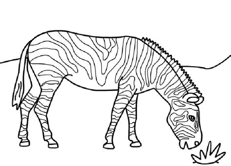 Black and white zebra coloring page. Free Printable Zebra Coloring Pages For Kids
