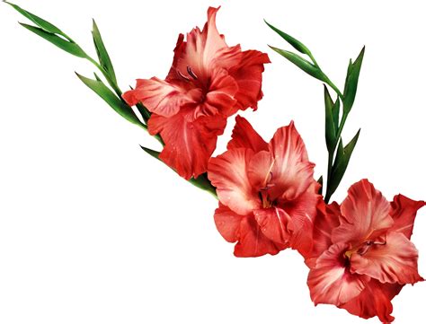 Red Flowers With White Background