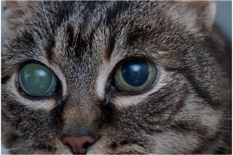 Why Do Cat Eyes Glaze Over Facts About Cats Eye Problems I Am In