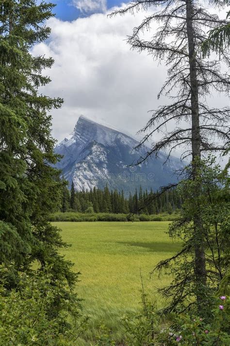 Meadow With Mountains In The Background Banff Np Canada Stock Image