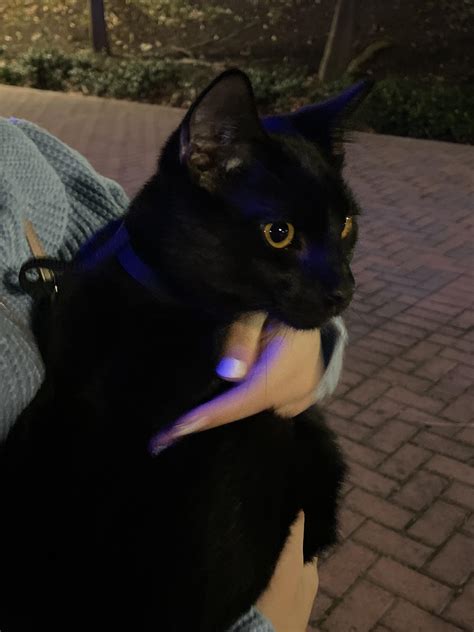 Lost Black Cat Followed Us Home Was Wearing A Broken Harness Super Friendly Ruci