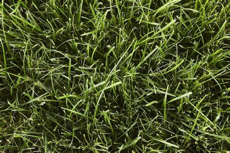 Identify Your Grass Artofit