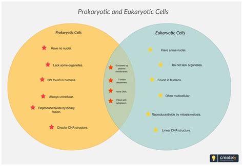 Venn Diagram Of Prokaryotic And Eukaryotic Cells Wiring Diagram List
