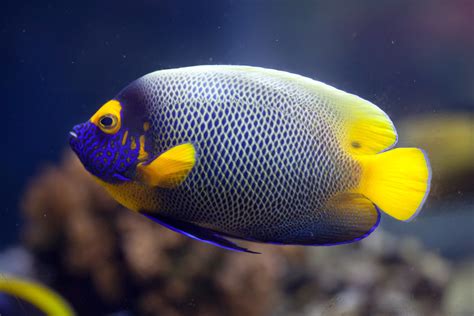 Peixes Marinhos Descubra Espécies Incríveis E Curiosas Guia Animal
