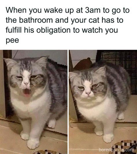 40 Of The Funniest Cat Memes Created By People Clearly Living With One