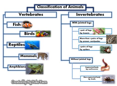 Animals Classification Of Animals