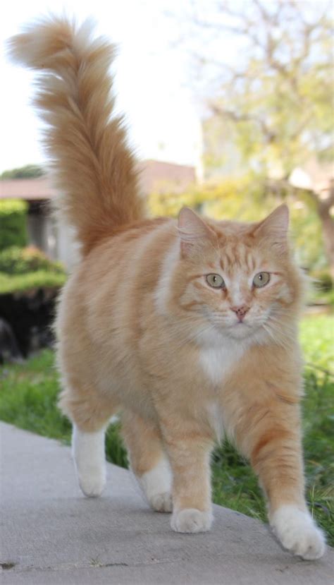 Lost Orange Fluffy Tabby Cat Lost Cat Ventura County