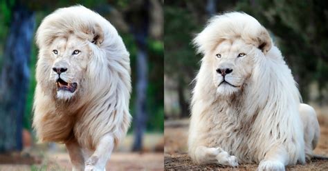 Peranan sistem kontrol pada pertemuan dua jalur prasarana transportasi tersebut yang di indonesia disebut dengan perlintasan sebidang jalan dengan rel kereta api, saat ini banyak yang telah dioperasikan secara semi otomatis. (Gambar) Singa Putih Jalan Dengan Bangga, Tayang 'Gaya ...