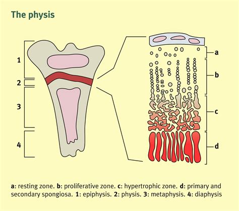 Bone formation, remodelling and healing - Surgery - Oxford