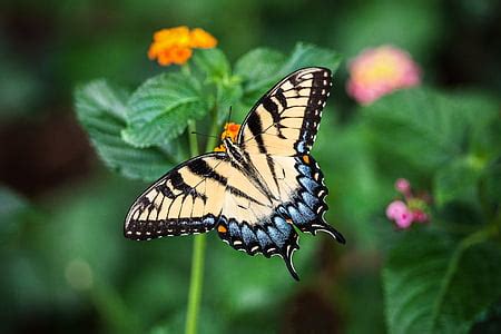 Royalty Free Photo Eastern Tiger Swallowtail Butterfly Perched On