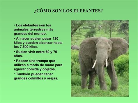 Javi Y El Mundo De Los Elefantes