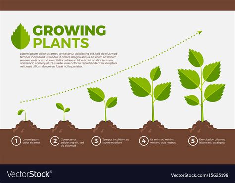 Different Steps Growing Plants Royalty Free Vector Image