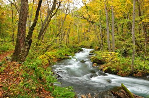 4k Autumn Forests Rivers Trees Hd Wallpaper Rare Gallery