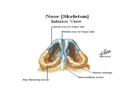 Nose Cartilage Diagram