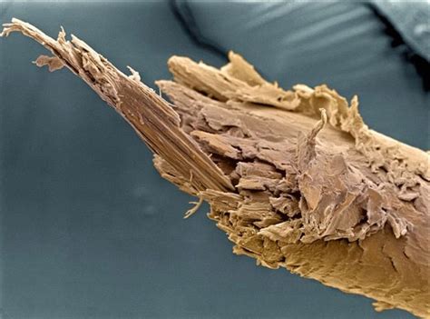 Split End Of A Human Hair Things Under A Microscope Hair Under