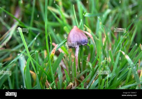 A Liberty Cap Mushroom Psilocybe Semilanceata Known For Its