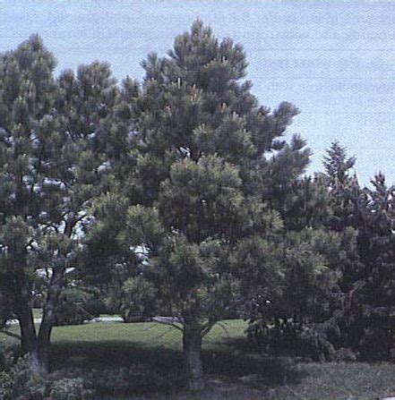 Contorta), and common juniper (juniperus communis) cause abortion primarily when consumed during the last trimester.19 consumption by pregnant cows induces a premature parturition or abortion usually in 1 to 3 days but. Pine Trees | My Gardener Landscaping Ltd.
