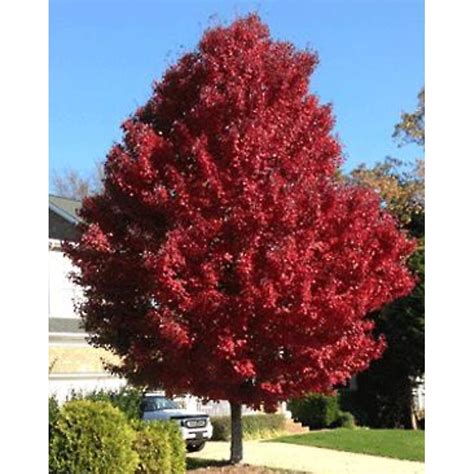 Acer Rubrum Brandywine Red Maple Tidewater Trees