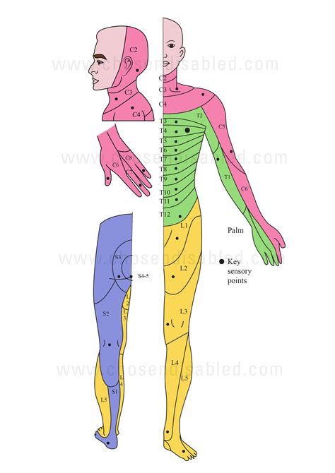 Asia Scale Spinal Cord